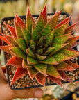 Gasteria 'Green Star' - Vivid Root