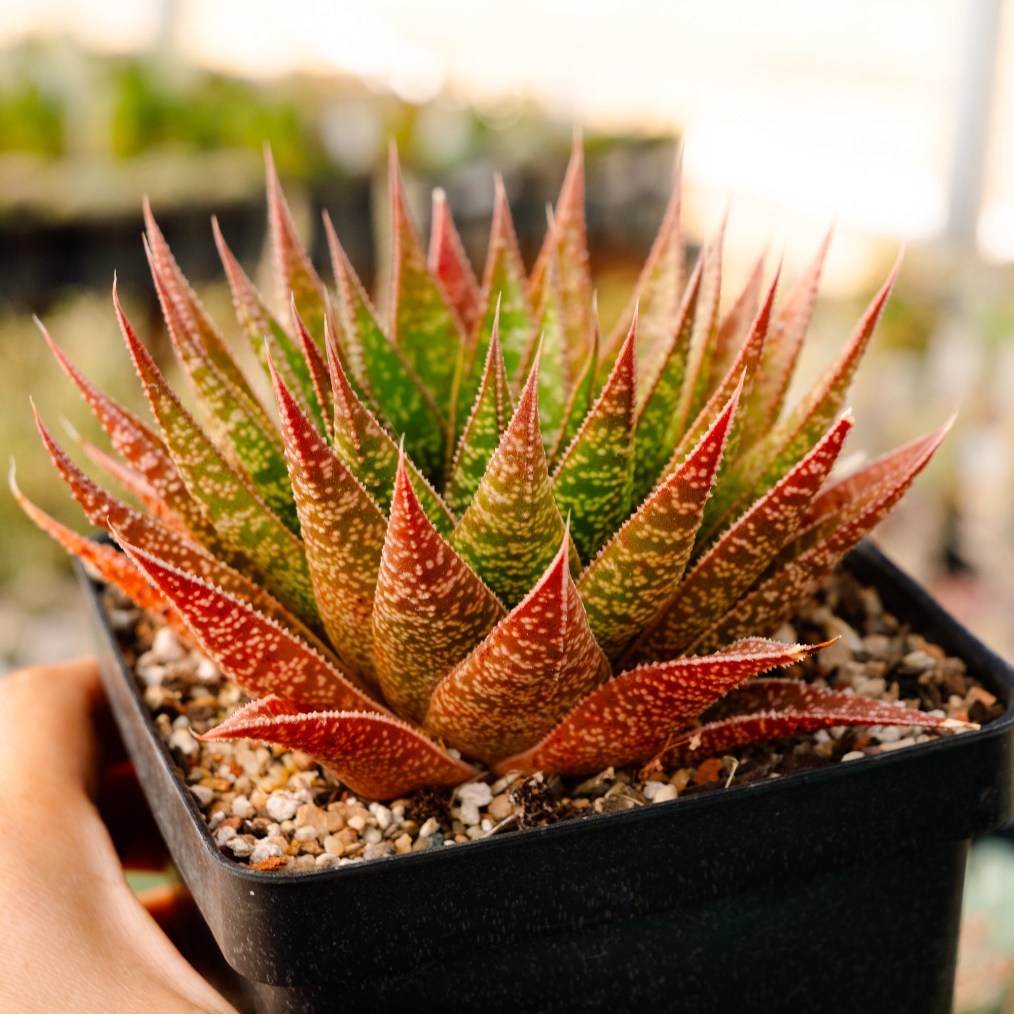 Gasteria 'Green Star' - Vivid Root