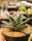 Gonialoe variegata - Tiger Aloe - Vivid Root
