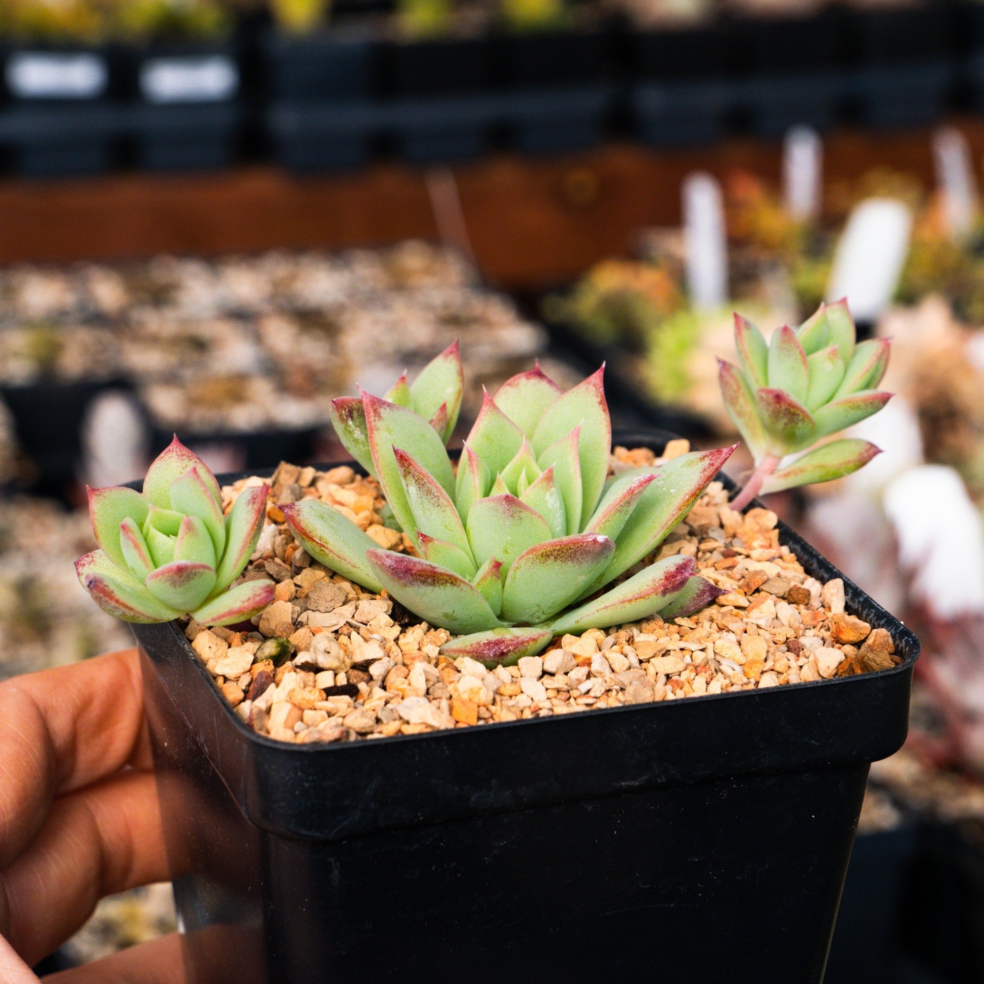 Graptopetalum macdougallii - Vivid Root
