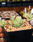 Graptopetalum macdougallii - Vivid Root