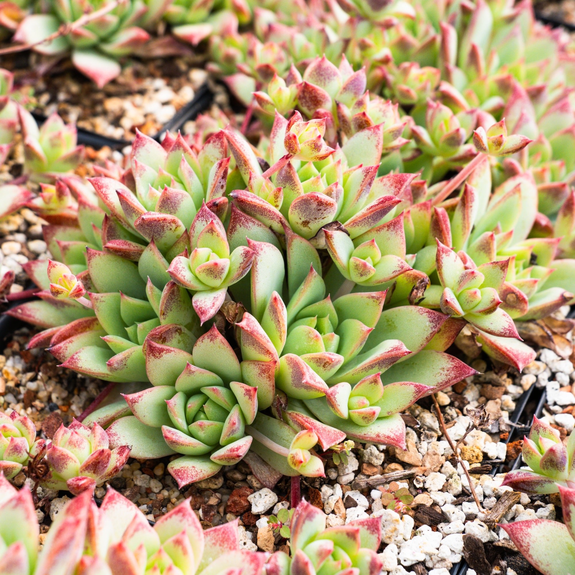 Graptopetalum macdougallii - Vivid Root