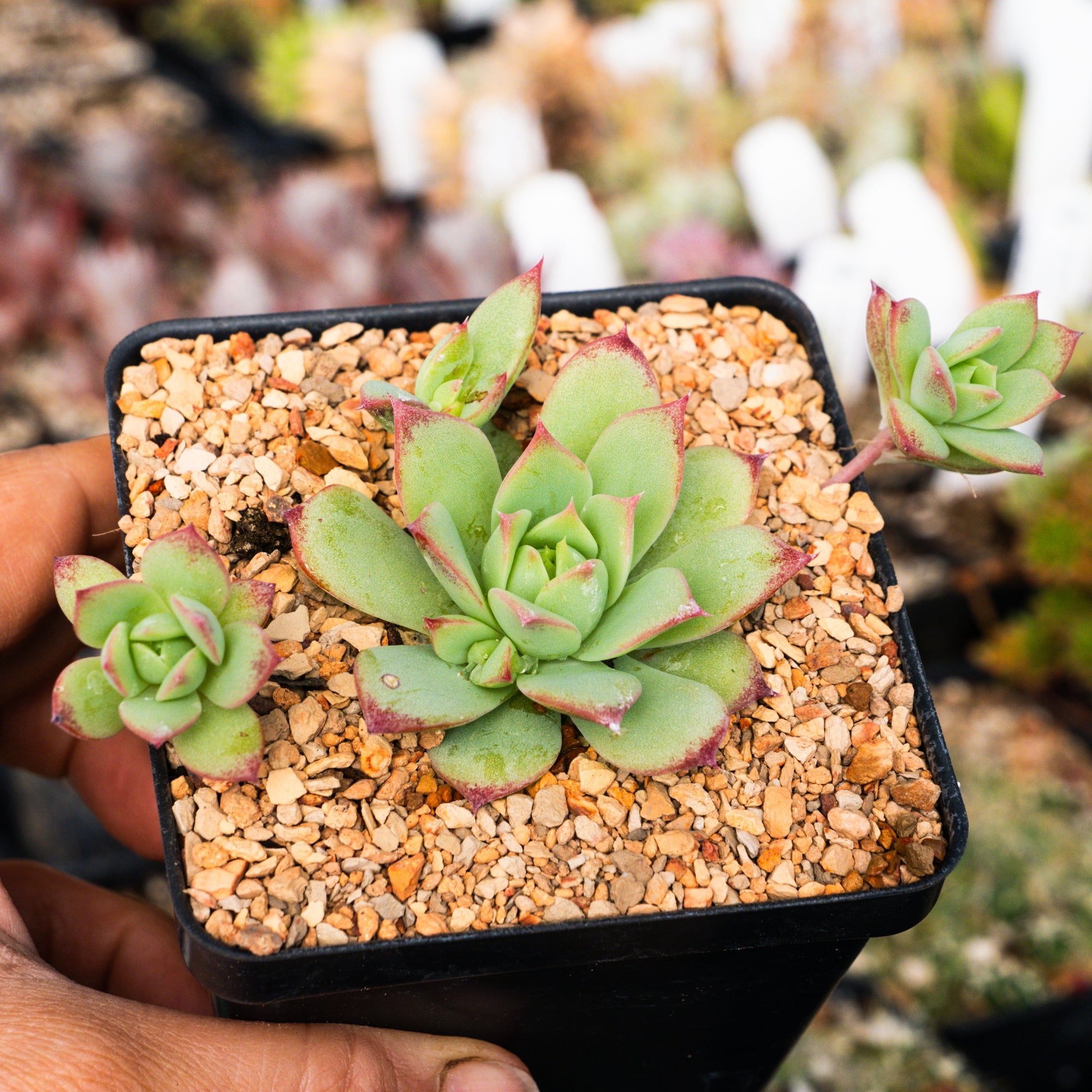 Graptopetalum macdougallii - Vivid Root