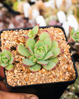 Graptopetalum macdougallii - Vivid Root