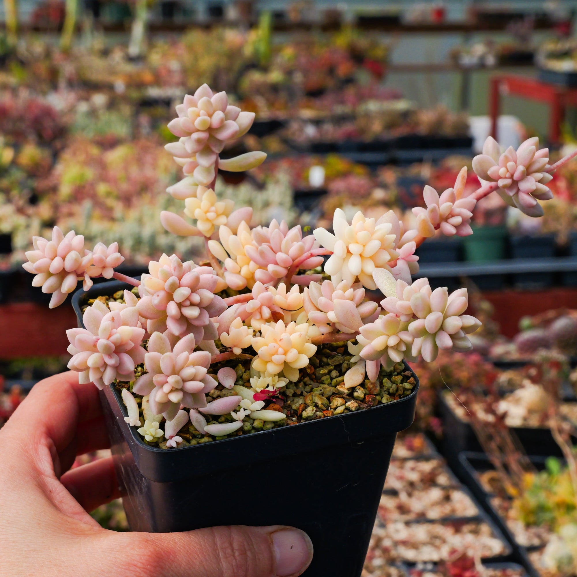 Graptopetalum 'Mirinae' variegated - Vivid Root