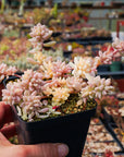 Graptopetalum 'Mirinae' variegated - Vivid Root