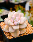 Graptoveria titubans variegated - Vivid Root