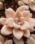 Graptoveria titubans variegated - Vivid Root