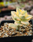 Graptoveria titubans variegated - Vivid Root