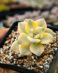 Graptoveria titubans variegated - Vivid Root