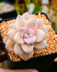 Graptoveria titubans variegated - Vivid Root