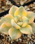 Graptoveria titubans variegated - Vivid Root