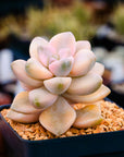 Graptoveria titubans variegated - Vivid Root