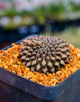 Gymnocalycium mihanovichii f. cristata inermis - Vivid Root
