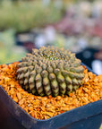 Gymnocalycium mihanovichii f. cristata inermis - Vivid Root