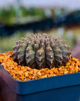 Gymnocalycium mihanovichii f. cristata inermis - Vivid Root