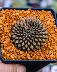 Gymnocalycium mihanovichii f. cristata inermis - Vivid Root