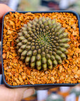 Gymnocalycium mihanovichii f. cristata inermis - Vivid Root