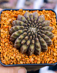 Gymnocalycium mihanovichii f. cristata inermis - Vivid Root
