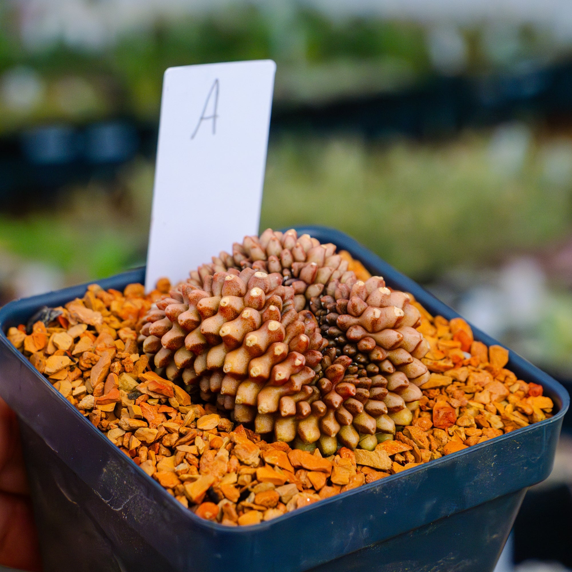 Gymnocalycium mihanovichii f. cristata inermis | One & Only | A - Vivid Root