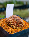 Gymnocalycium mihanovichii f. cristata inermis | One & Only | A - Vivid Root