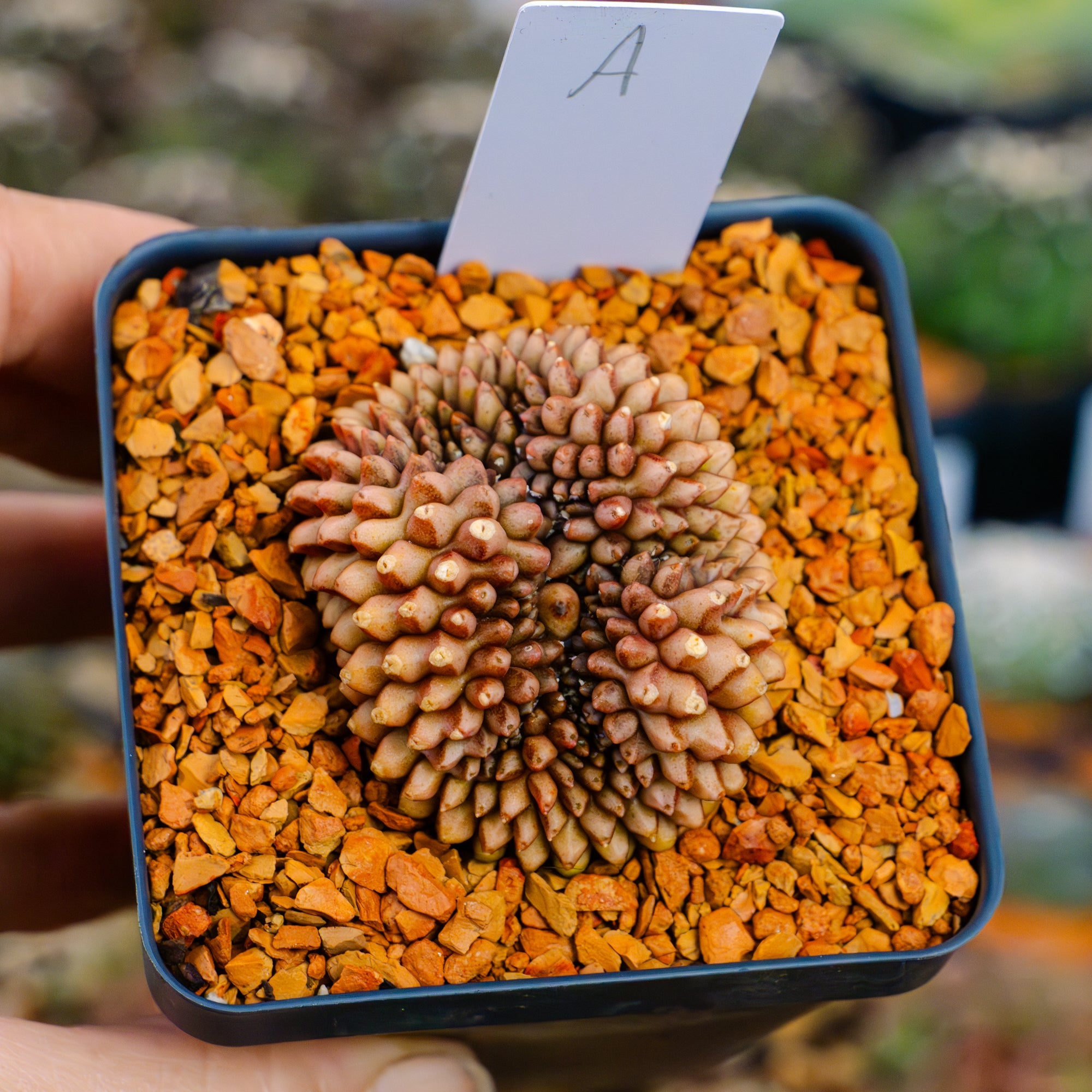Gymnocalycium mihanovichii f. cristata inermis | One & Only | A - Vivid Root