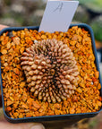Gymnocalycium mihanovichii f. cristata inermis | One & Only | A - Vivid Root