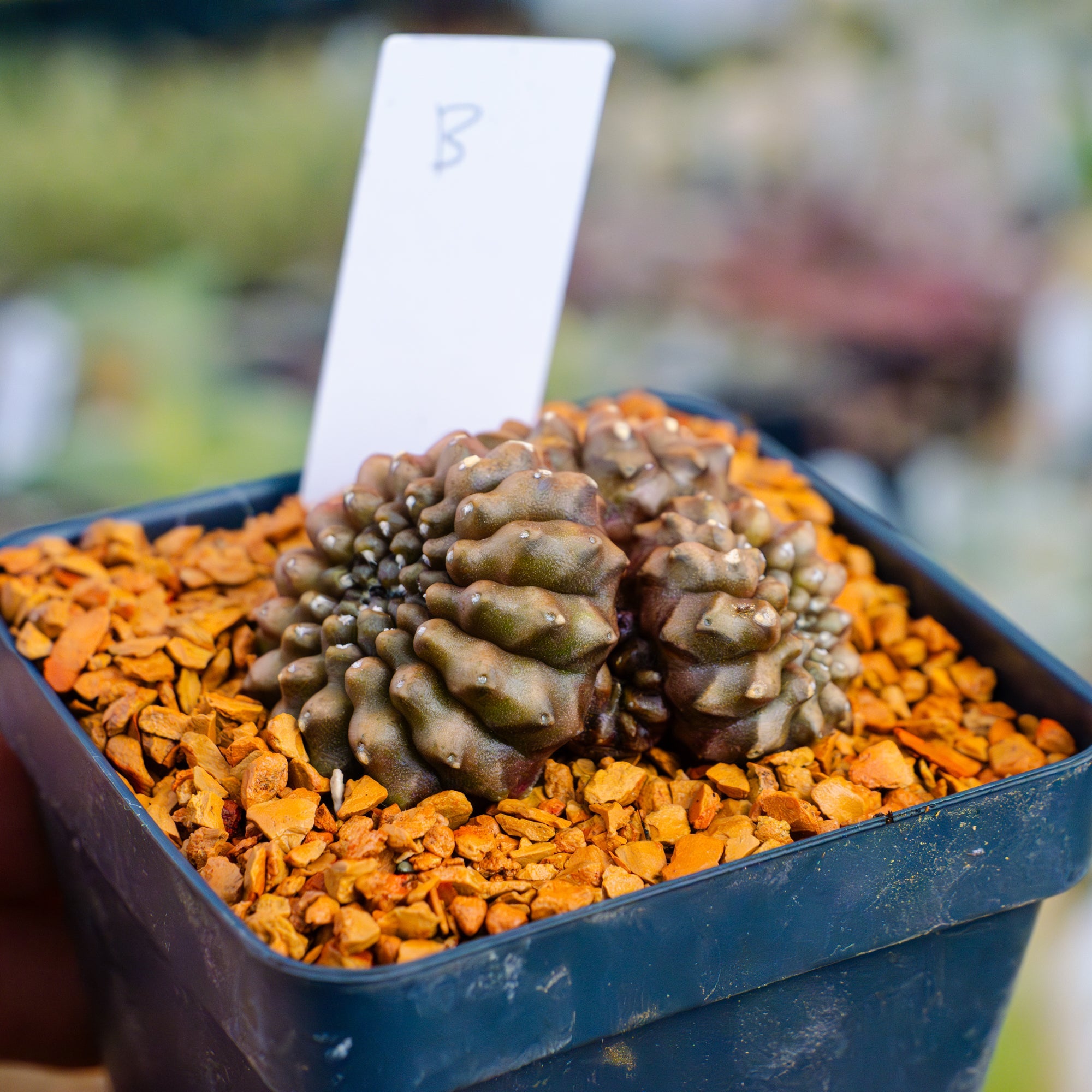 Gymnocalycium mihanovichii f. cristata inermis | One & Only | B - Vivid Root