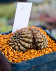 Gymnocalycium mihanovichii f. cristata inermis | One & Only | B - Vivid Root
