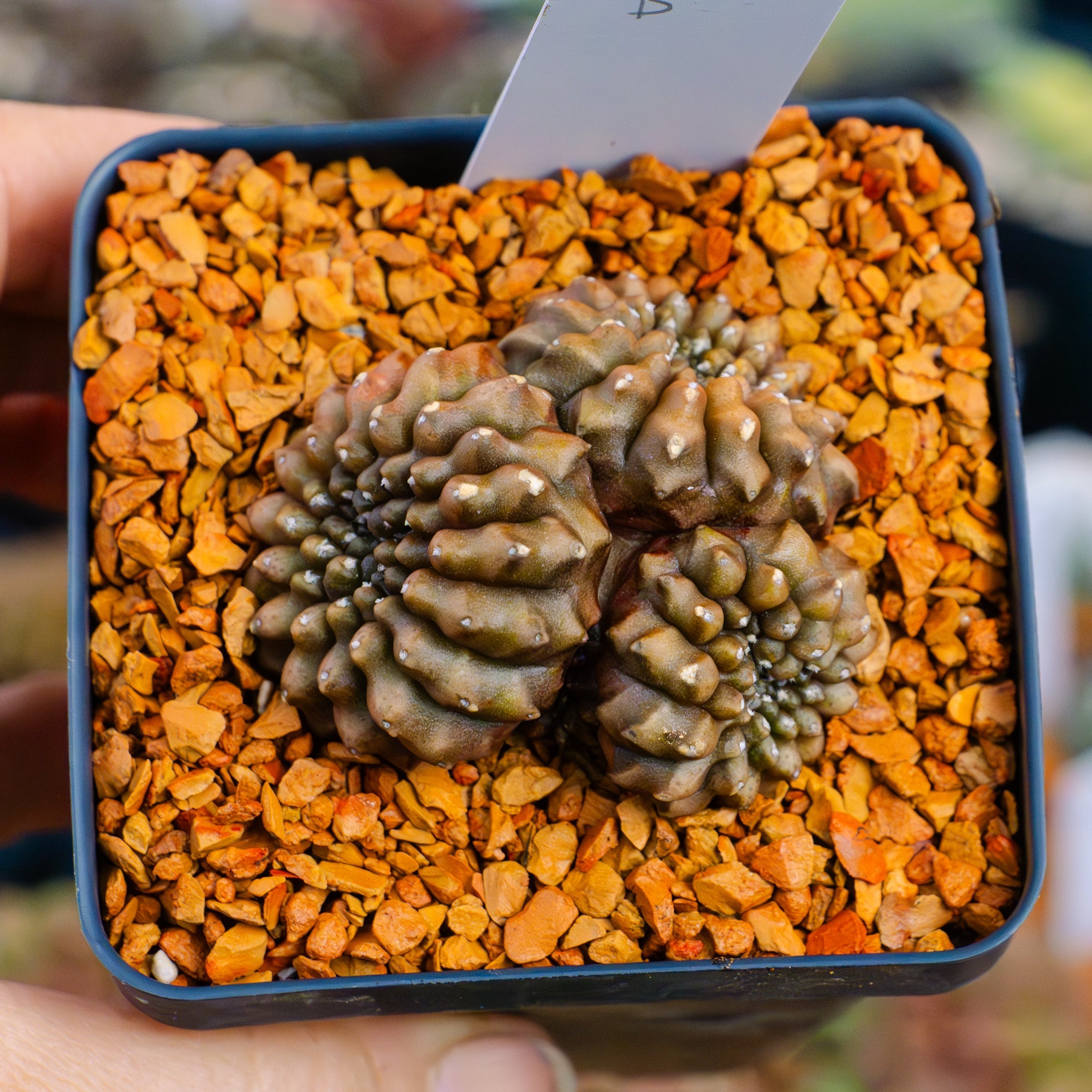 Gymnocalycium mihanovichii f. cristata inermis | One & Only | B - Vivid Root