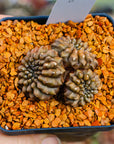 Gymnocalycium mihanovichii f. cristata inermis | One & Only | B - Vivid Root