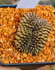 Gymnocalycium mihanovichii f. cristata inermis | One & Only | C - Vivid Root