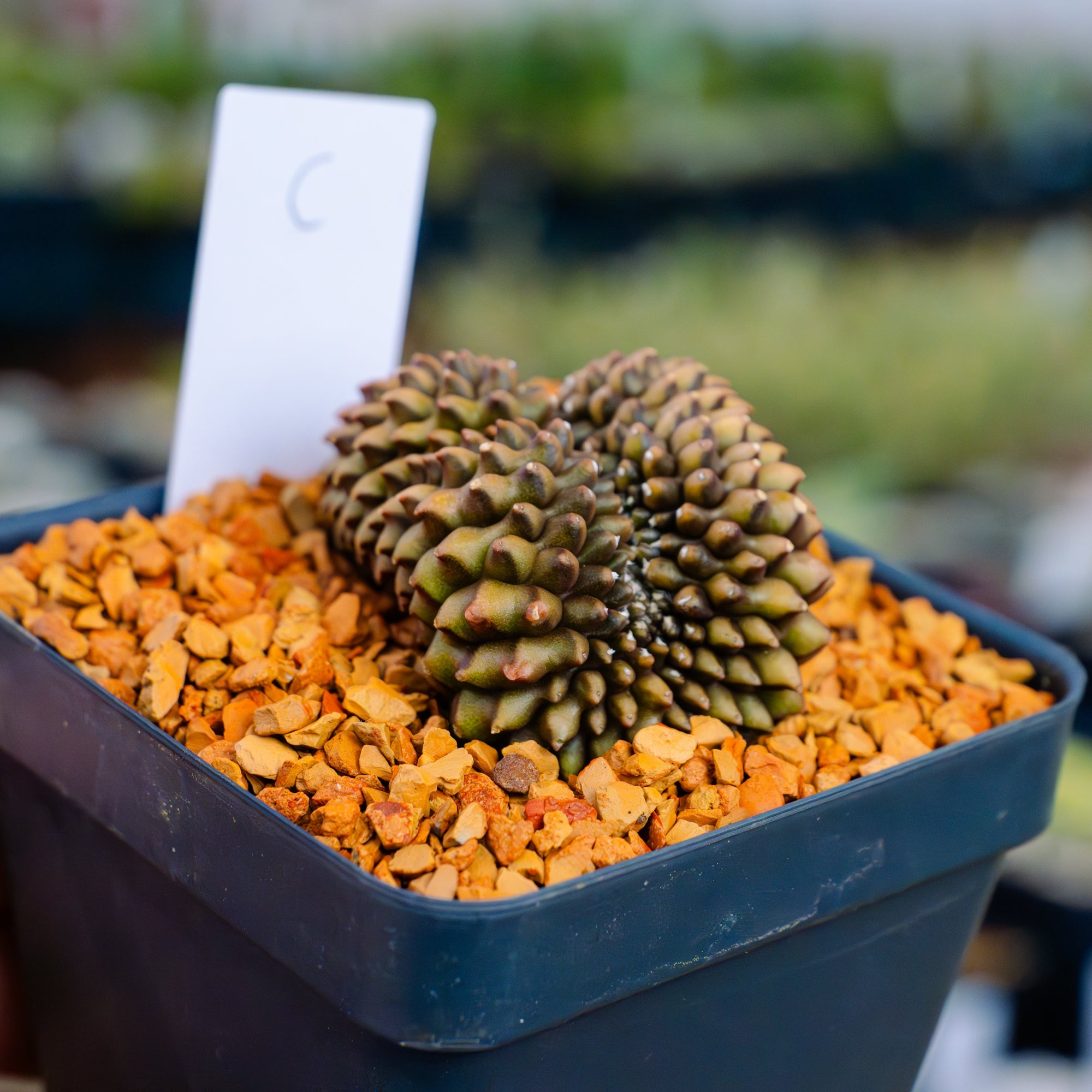 Gymnocalycium mihanovichii f. cristata inermis | One & Only | C - Vivid Root