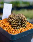 Gymnocalycium mihanovichii f. cristata inermis | One & Only | C - Vivid Root