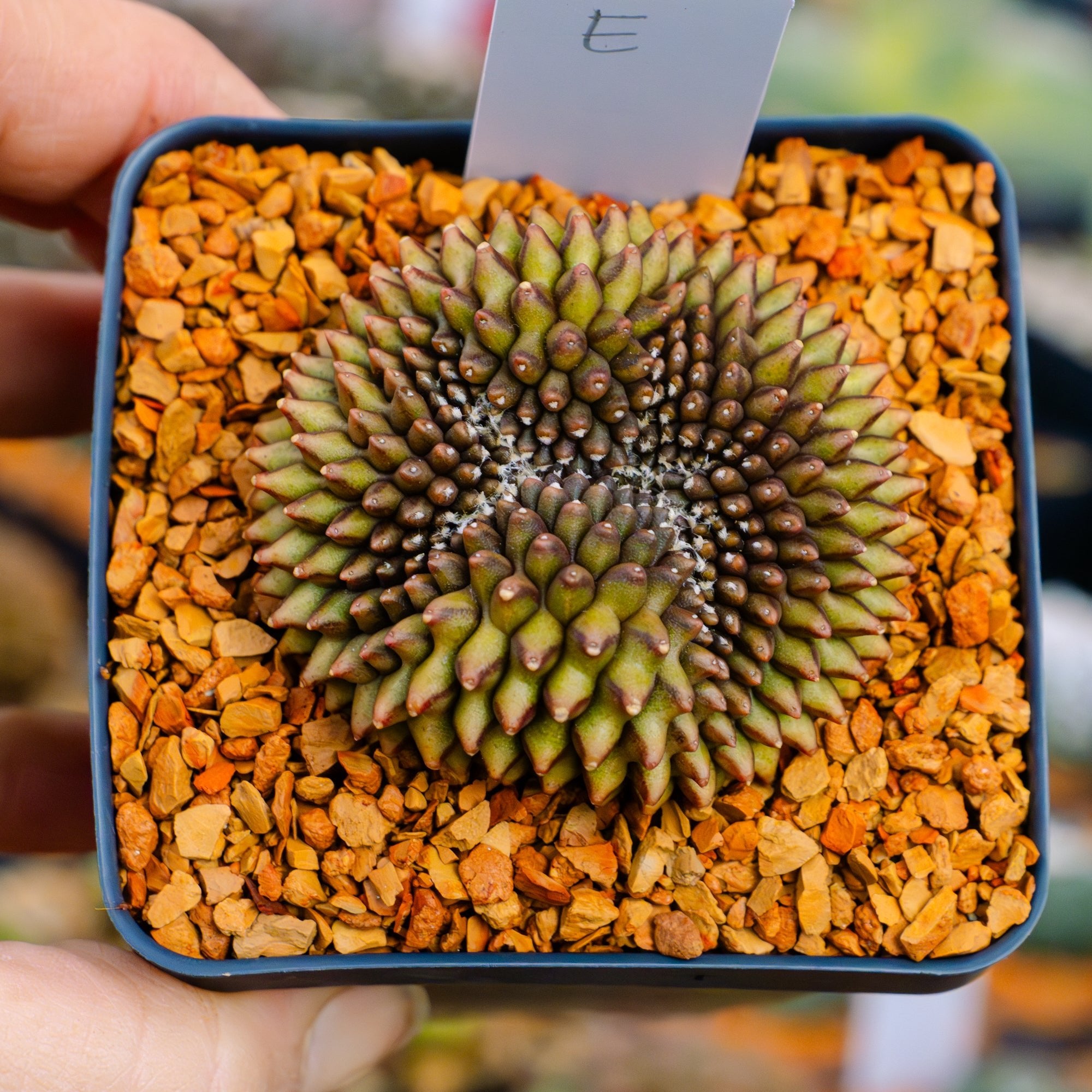 Gymnocalycium mihanovichii f. cristata inermis | One & Only | E - Vivid Root