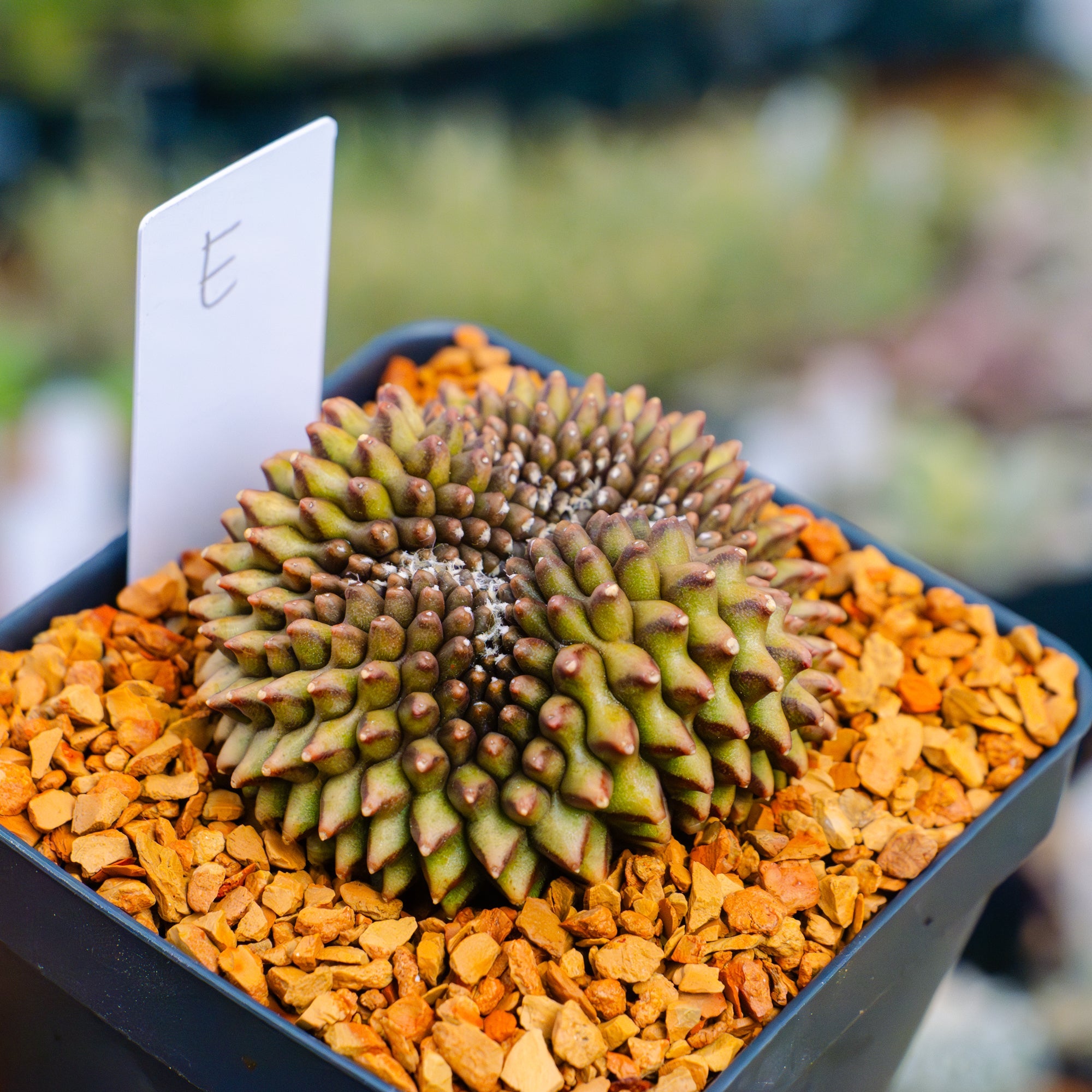 Gymnocalycium mihanovichii f. cristata inermis | One & Only | E - Vivid Root