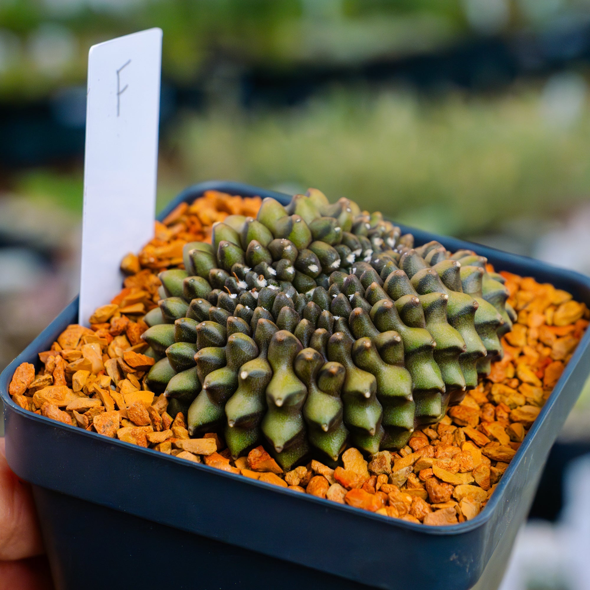 Gymnocalycium mihanovichii f. cristata inermis | One & Only | F - Vivid Root
