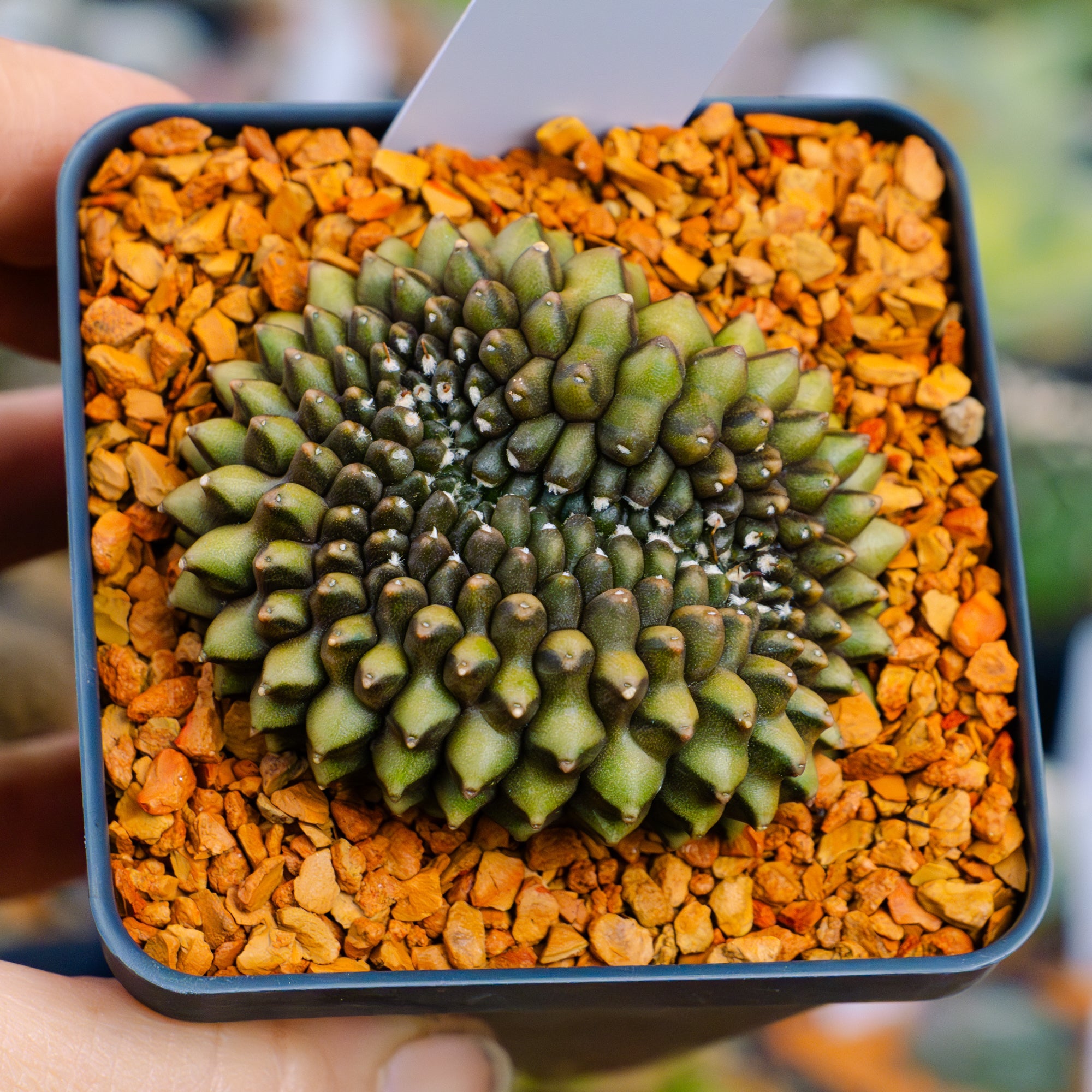 Gymnocalycium mihanovichii f. cristata inermis | One & Only | F - Vivid Root