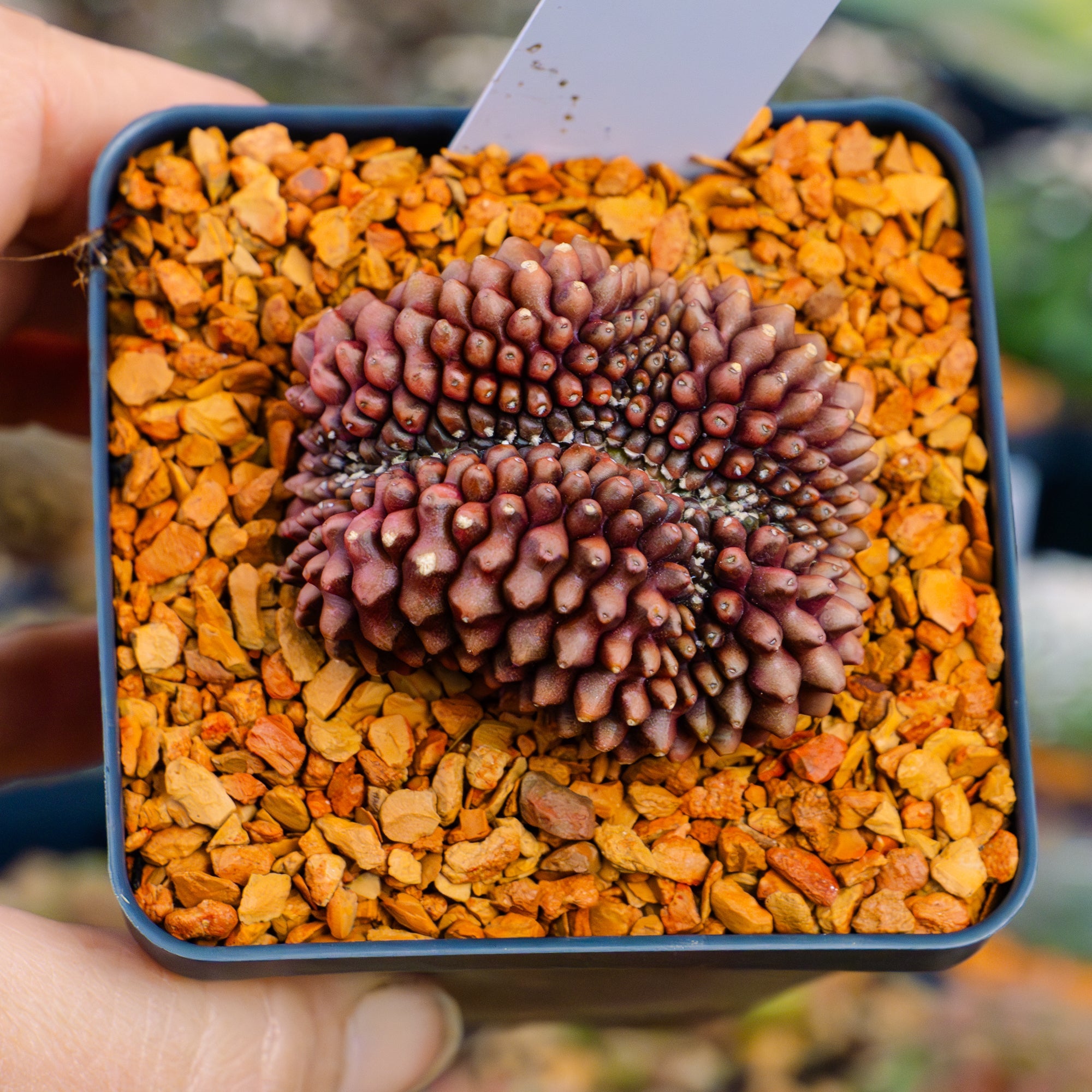 Gymnocalycium mihanovichii f. cristata inermis | One & Only | G - Vivid Root