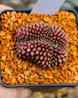 Gymnocalycium mihanovichii f. cristata inermis | One & Only | G - Vivid Root