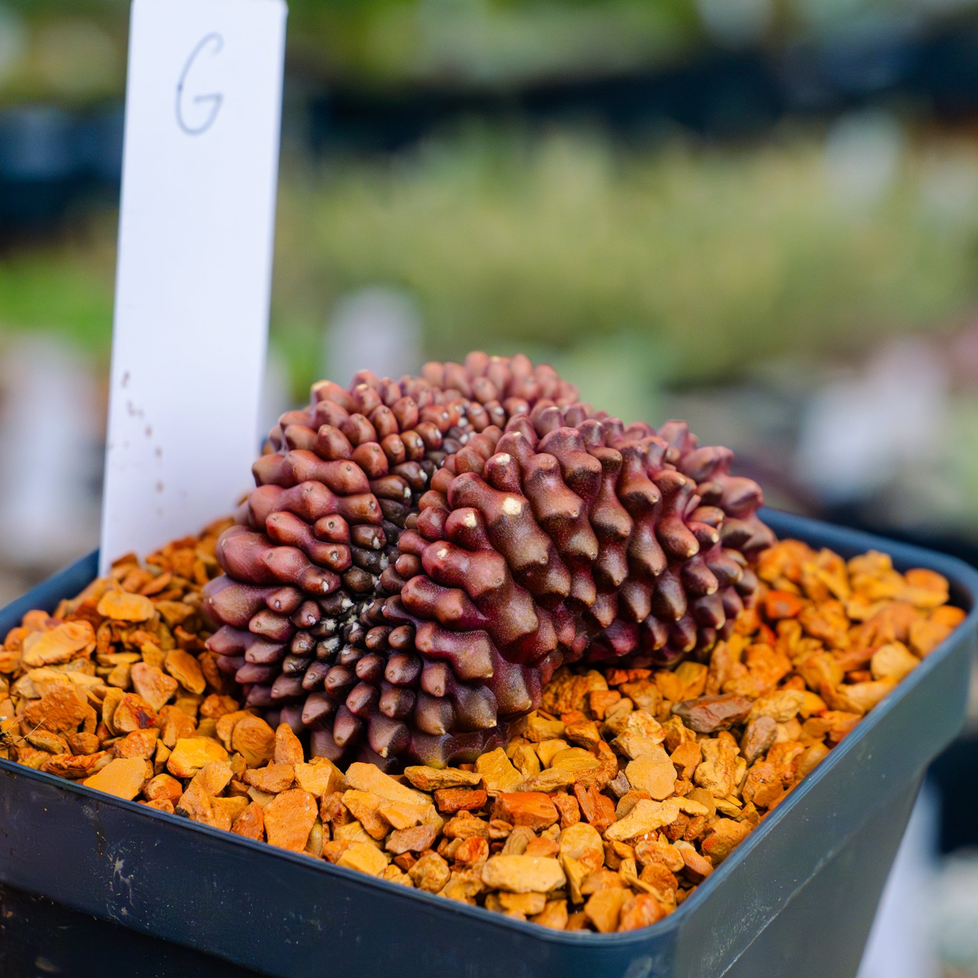 Gymnocalycium mihanovichii f. cristata inermis | One & Only | G - Vivid Root