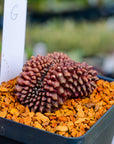 Gymnocalycium mihanovichii f. cristata inermis | One & Only | G - Vivid Root