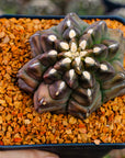 Gymnocalycium mihanovichii f. monstrose - Vivid Root