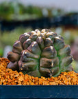 Gymnocalycium mihanovichii f. monstrose - Vivid Root