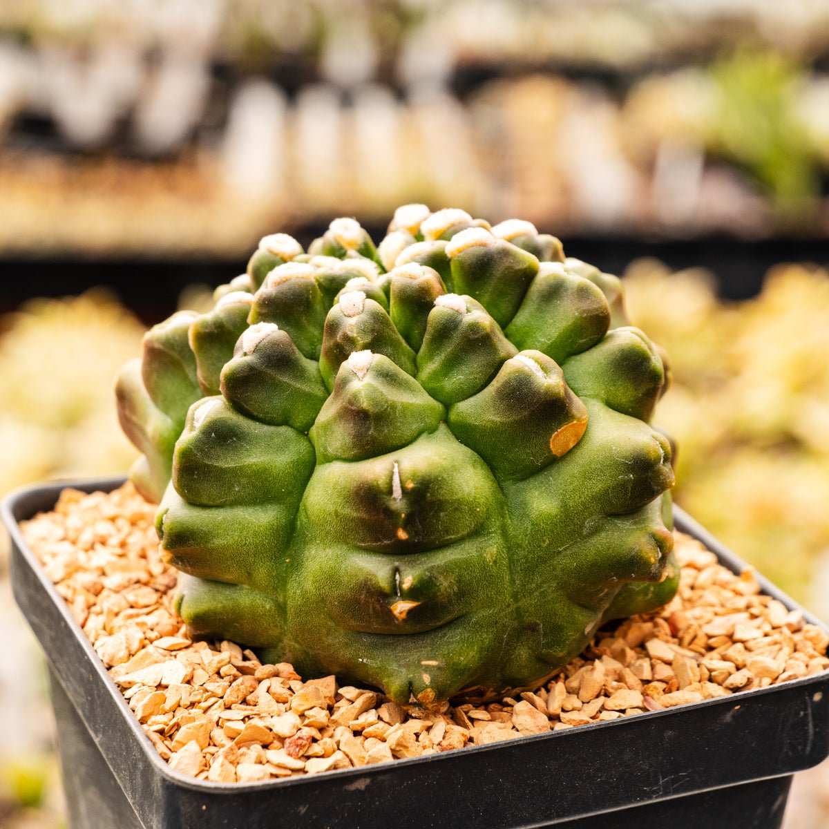 Gymnocalycium mihanovichii f. monstrose – Vivid Root