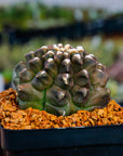 Gymnocalycium mihanovichii f. monstrose - Vivid Root