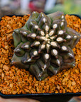 Gymnocalycium mihanovichii f. monstrose - Vivid Root
