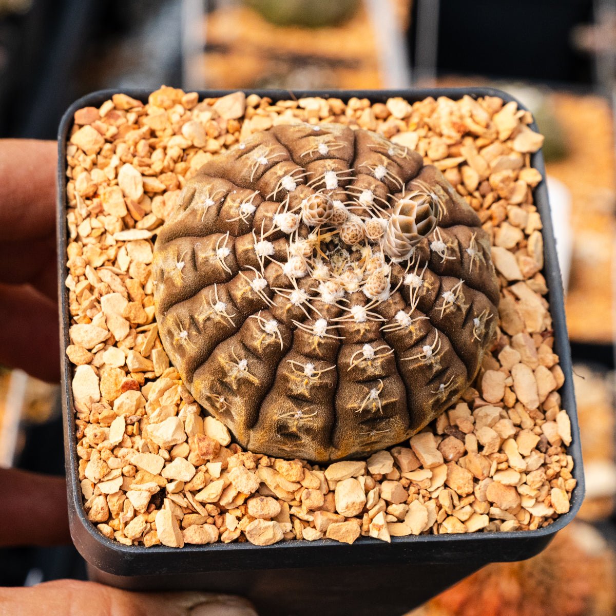 Gymnocalycium ragonesei - Vivid Root