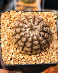 Gymnocalycium ragonesei - Vivid Root