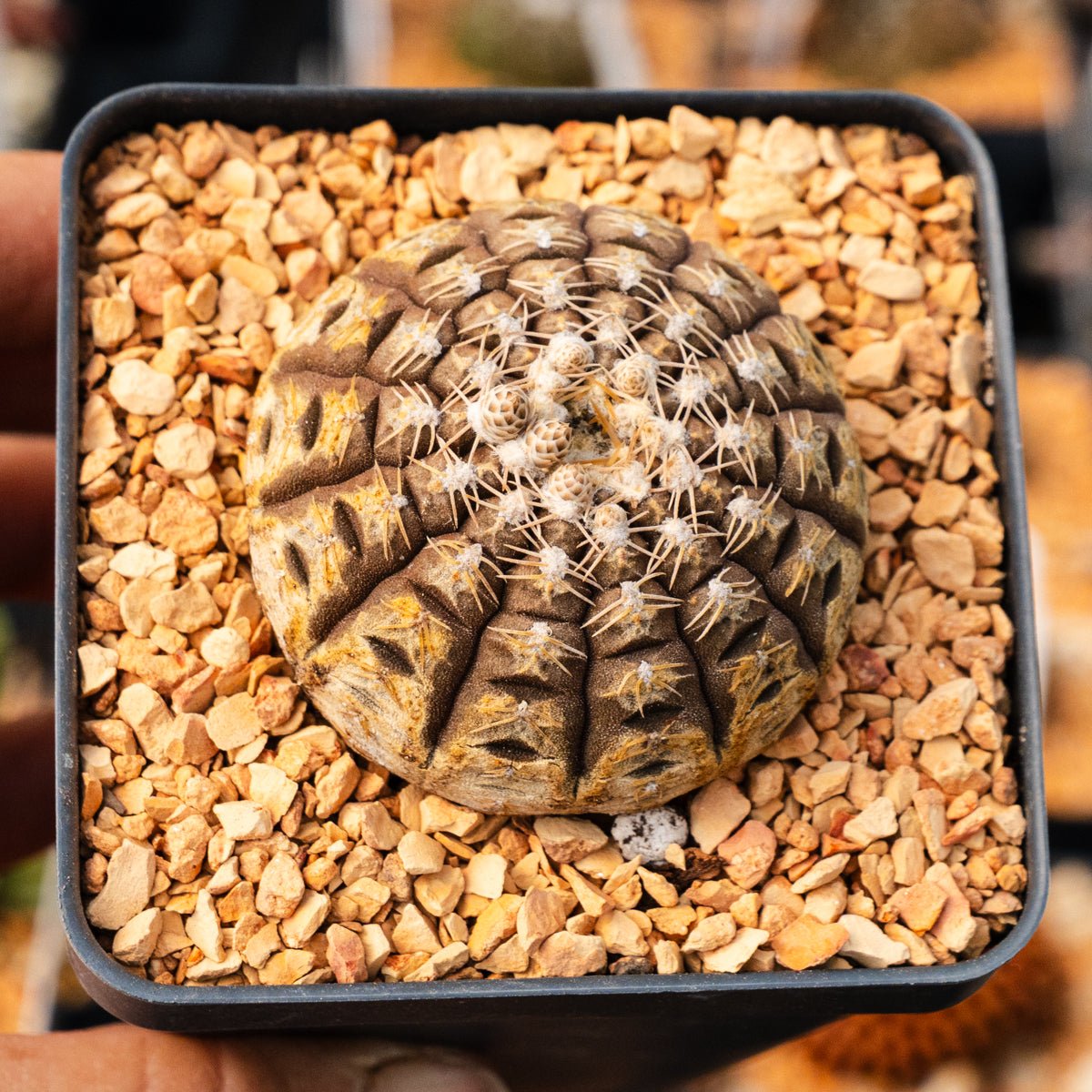 Gymnocalycium ragonesei - Vivid Root